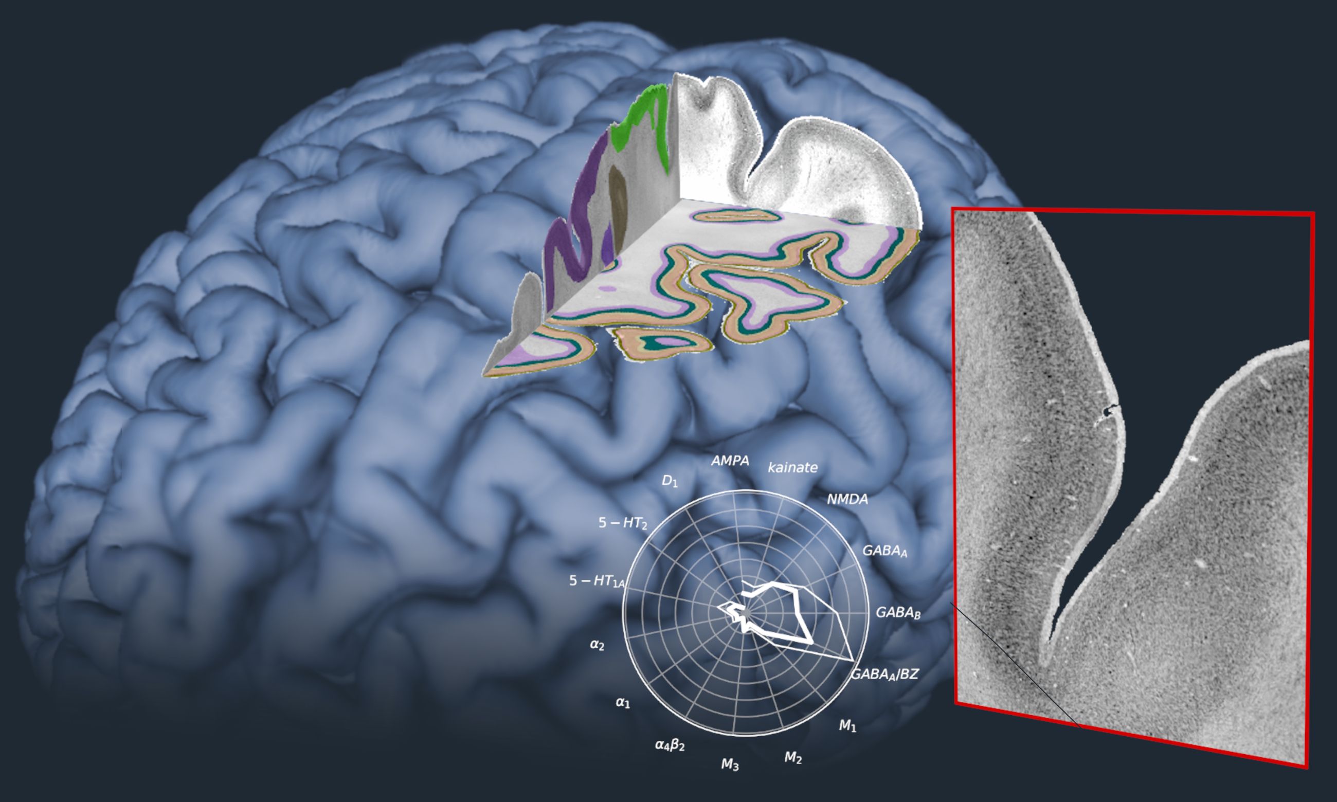 Multilevel Human Brain Atlas EBRAINS