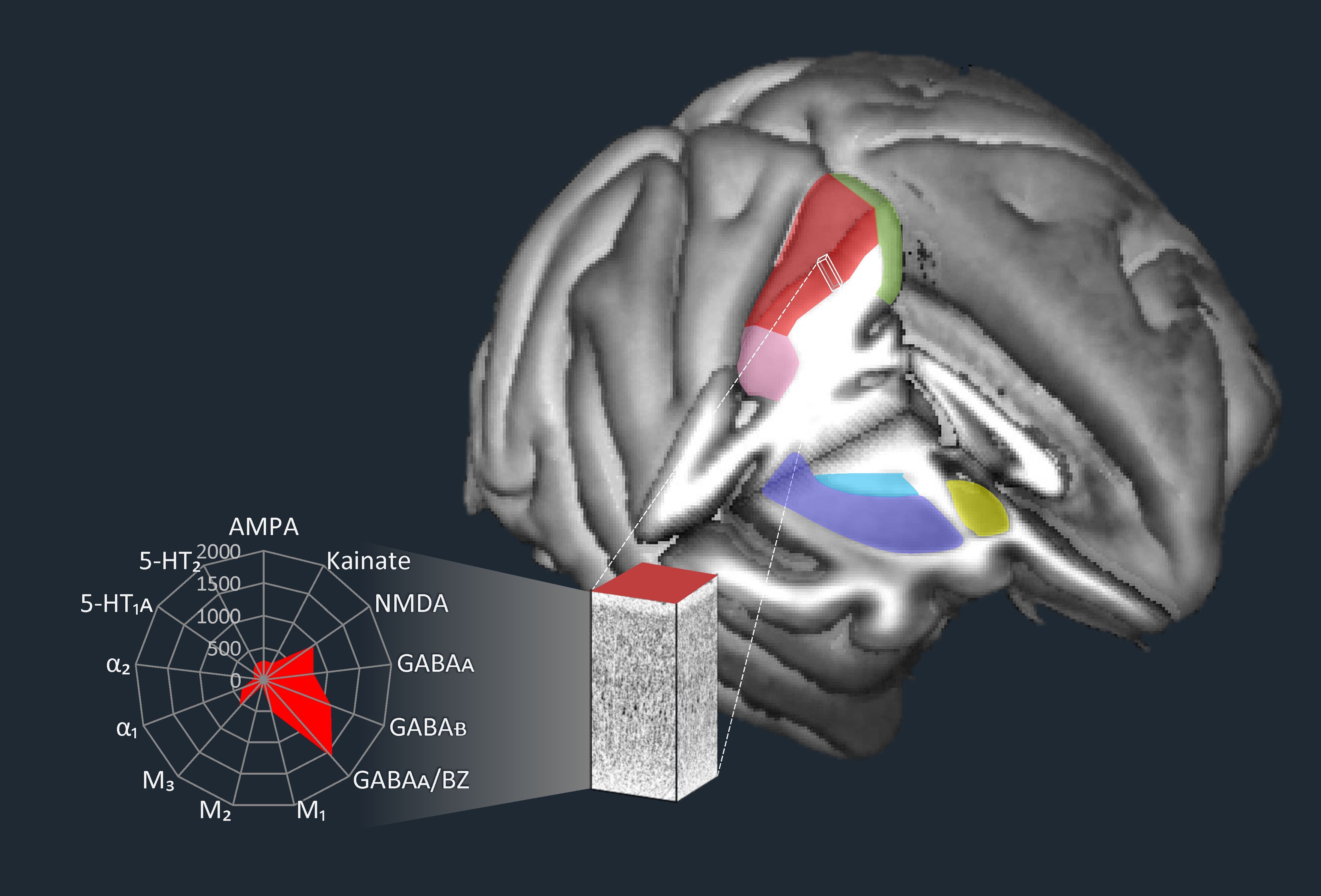 Multilevel Macaque Monkey Brain Atlas - EBRAINS