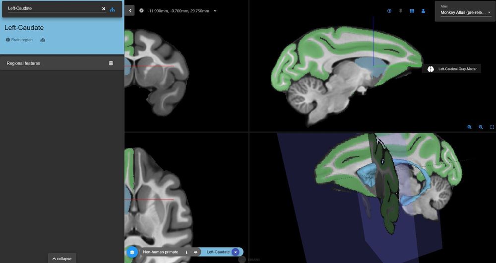 Multilevel Macaque Monkey Brain Atlas - EBRAINS