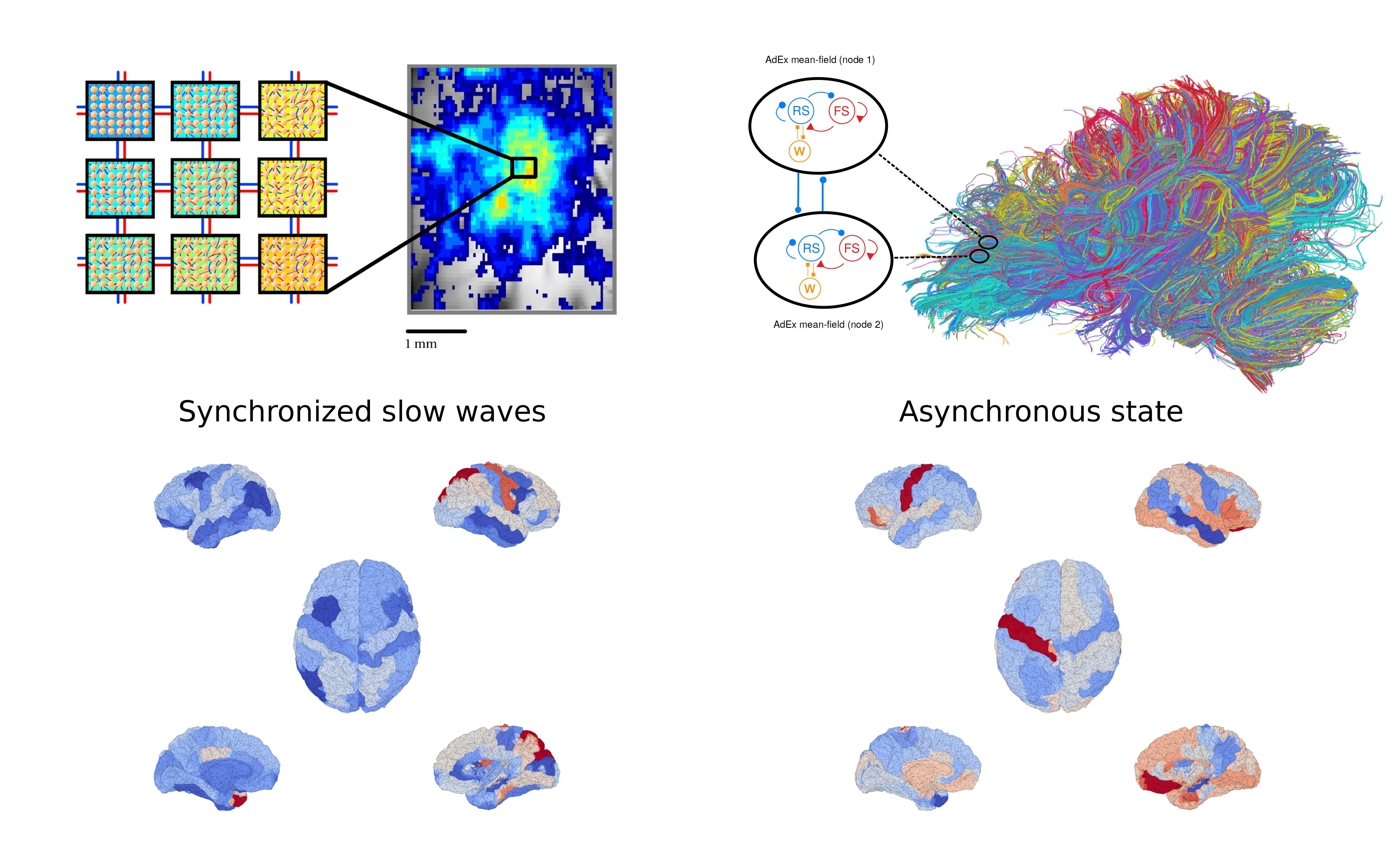 red-blue-spontaneous-brain-activity-2mb.jpg